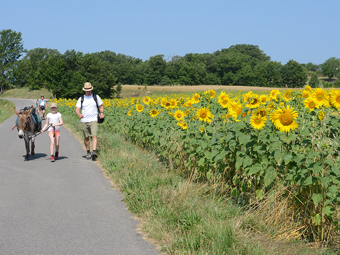 Les tournesols de Forcalquier