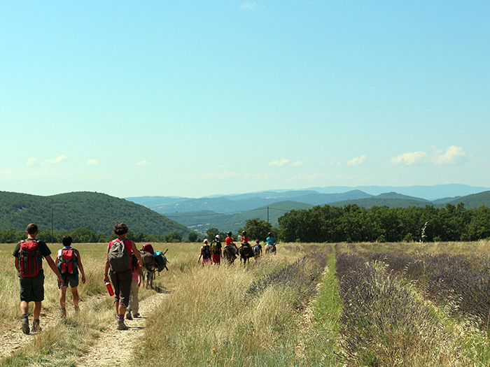 Les lavandes de Lardiers