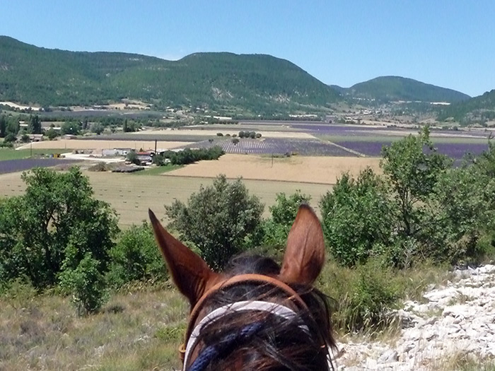 Paysage de Provence